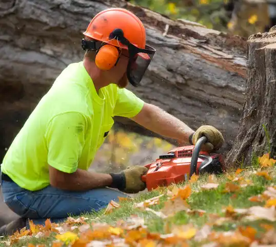 tree services Welsh